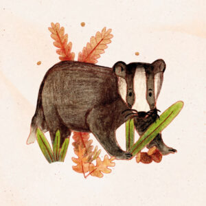 Illustration d'un blaireau à l'aquarelle