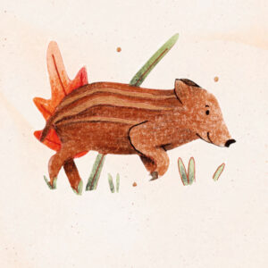 Illustration d'un marcassin à l'aquarelle