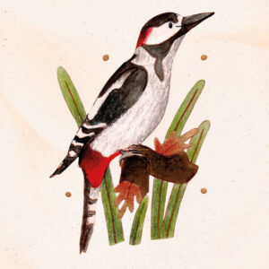 Illustration d'un pic épeiche à l'aquarelle