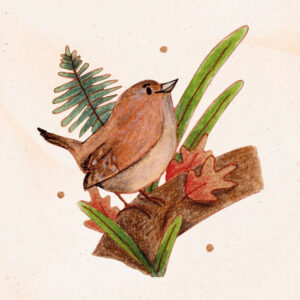 Illustration d'un troglodyte mignon à l'aquarelle