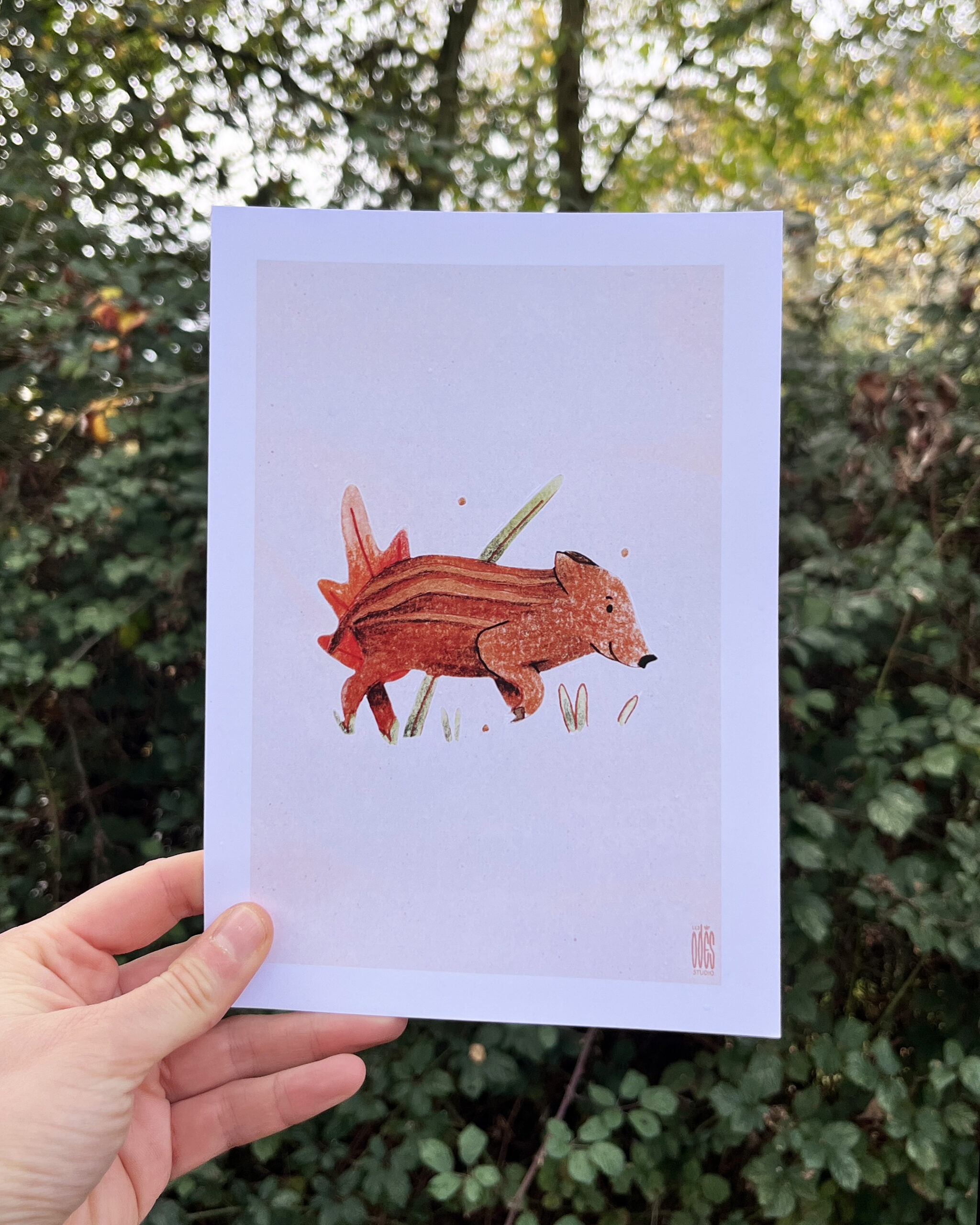 Photo de l'illustration Marcassin par Les Odes Studio