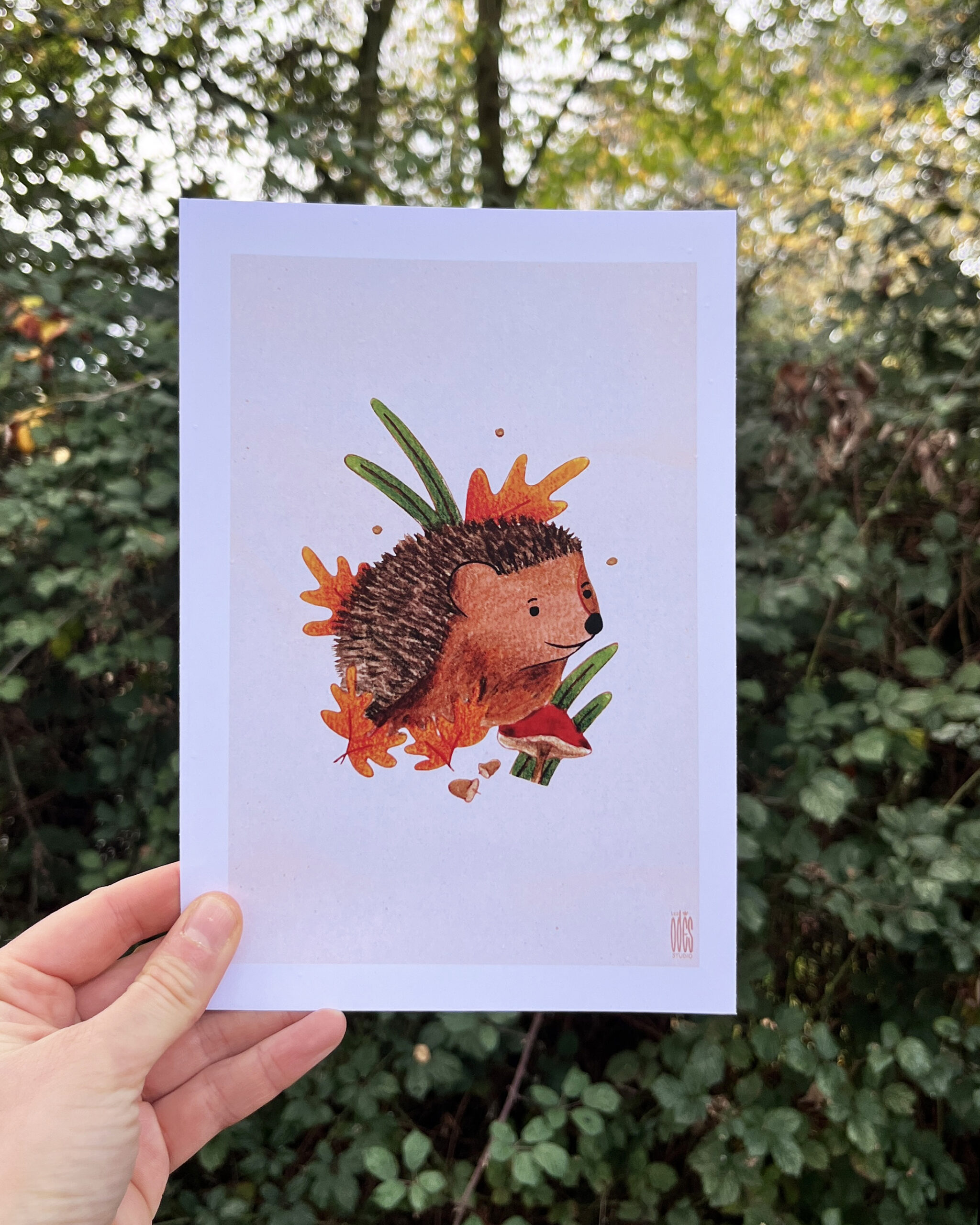 Photo de l'illustration Hérisson par Les Odes Studio